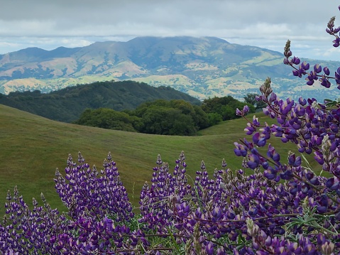 Lupine wildflowers bloom in the hills of Las Trampas Wilderness in the spring