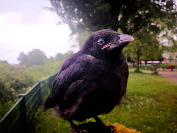 istock Young fledgling crow (carrion crow, Corvus corone) ) with black feathers and pink beak, looking directly at camera with its blue eyes. The intelligent nestling looks interested and friendly giving impression of smiling 2053837013