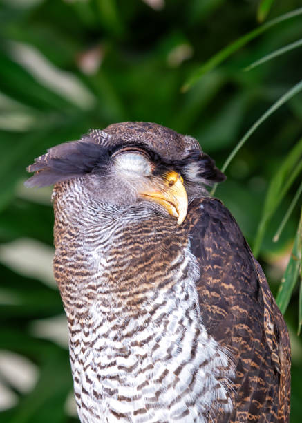 istock Barred Eagle-Owl (Bubo sumatranus) in Southeast Asia 2053838091