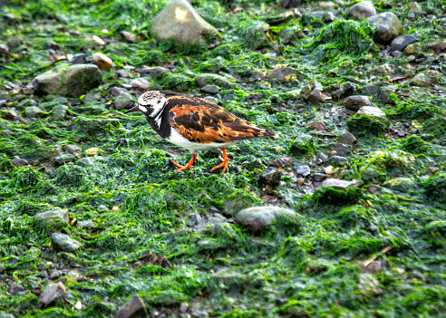 Turnstone (Arenaria interpres) scavenges along the shores of Clontarf, its distinctive pattern blending with the coastal rocks of Dublin's shoreline.