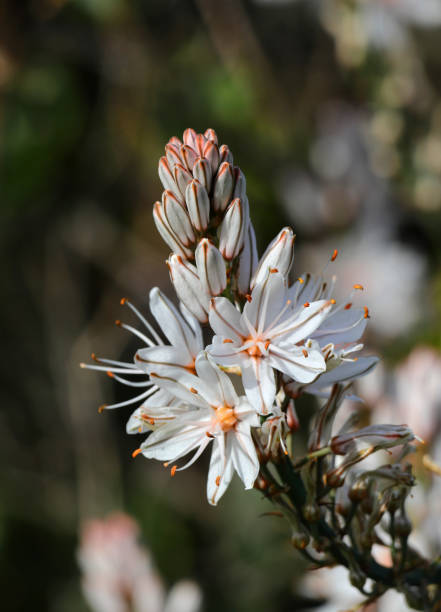 Portugal. Spring flowers. Asphodel in bloom. Asphodelus Aestivus or Asphodelus ramosus (botanical) Shallow selective focus.