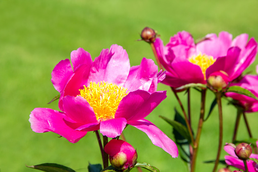Close up of one large vivid pink peony flower bloom in a garden in a sunny summer day, beautiful outdoor floral background photographed with soft focus
