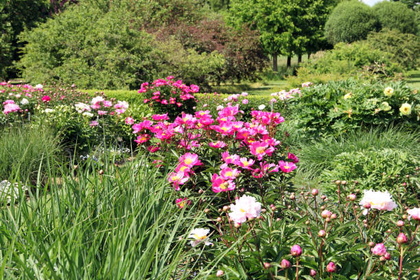 istock Garden with beautiful Paeonia lactiflora 2053889681