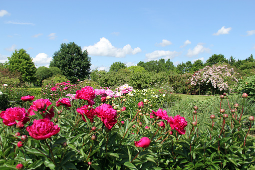 herbaceous peonies in flower