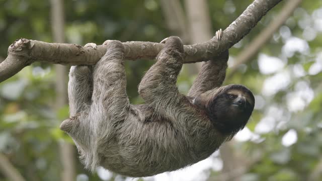 Hanging from a branch, an adorable cute faced sloth epitomises the tranquility of nature.