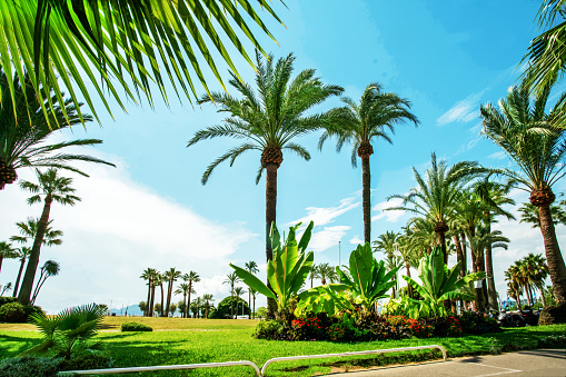 Awe Panorama of left part of Croisette with luxury park with large fantastic palm trees and grassand flowerbeds. Small banana palms . \nBehind park a small harbor of masts of private sailboats - Cannes!