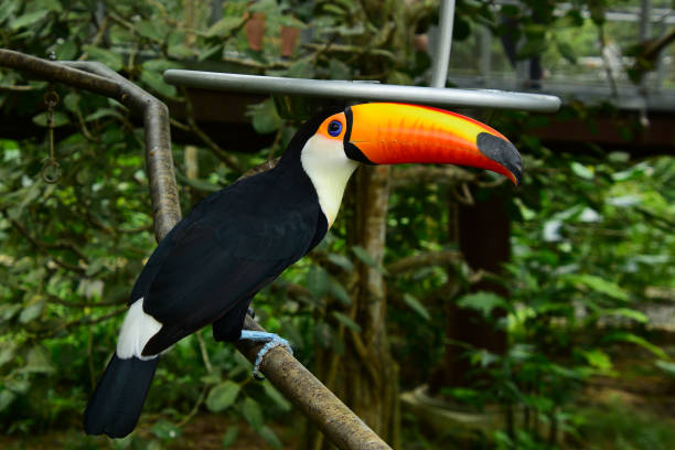 istock Portrait of a Toucan. 2053927578
