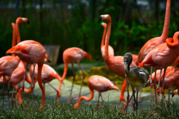 istock American flamingo, with a chick on the foreground. 2053928611