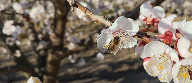A bee getting busy getting  nectar from a Apple blossom flower