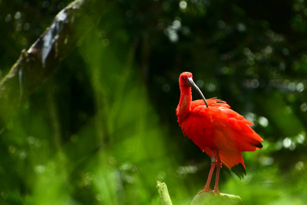 istock Portrait of a scarlet ibis. 2053934306