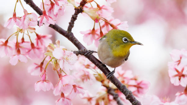 istock Warbling white-eye and Kawazuzakura 2053948340