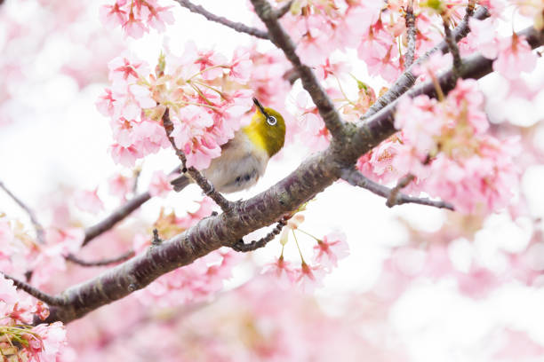 istock Warbling white-eye and Kawazuzakura 2053948847