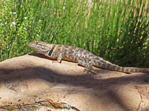 A large Desert Spiny Lizard sunning on a rock along the streambed of Rainbow Bridge Canyon.