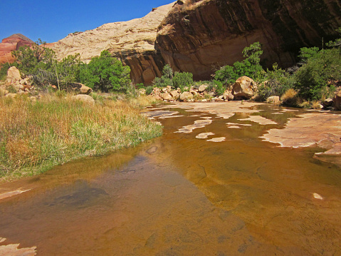 In the Springtime between the sandstone walls are the serene slow flowing waters of Rainbow Bridge Canyon.
