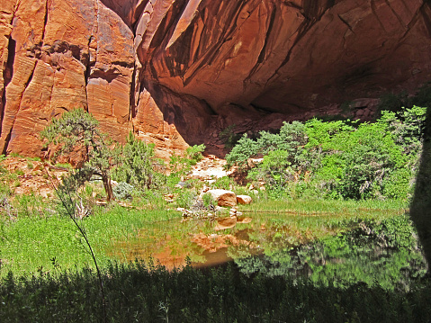 Under the sandstone cliff shade of Rainbow Bridge Canyon is a hidden oasis for the weary traveler.