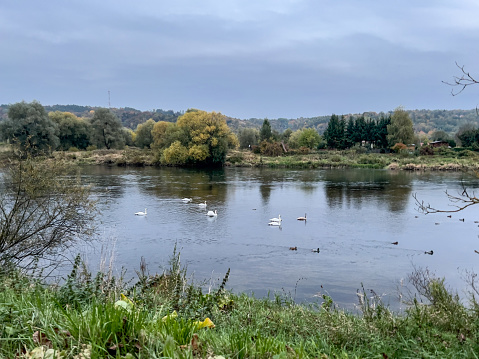 swans swimming on the river in autumn, photo as a background, digital image