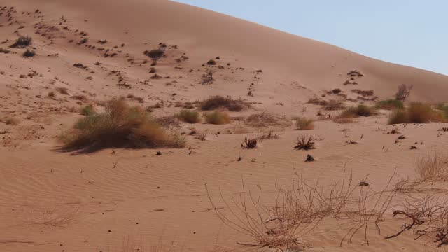 Black-tailed jackrabbit in Desert of Oman