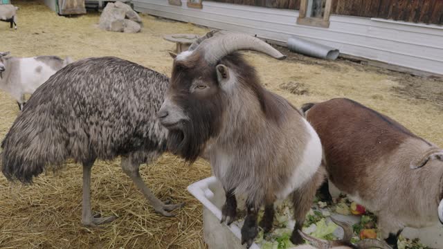 Enclosure of Goats at Petting Zoo