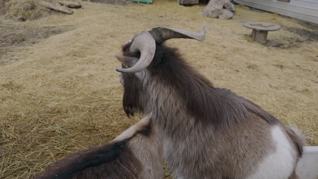 Close Up of Goat With Big Curly Horns at Petting Zoo