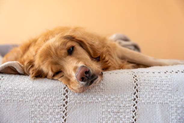 istock Lazy Day Lounging: Golden Retriever Relaxing on Bed 2054033311