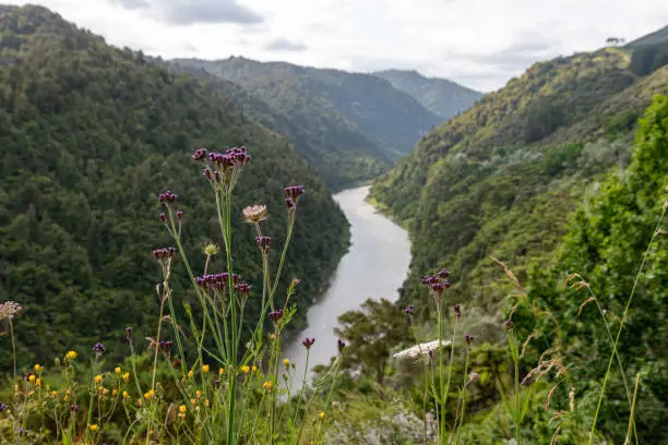 Photo of Tour on untouched Whanganui river and through the surrounding jungle, New Zealand