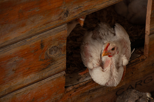 A White Rock Chicken sitting at the brooder door. Meat Birds (3-4 weeks old)