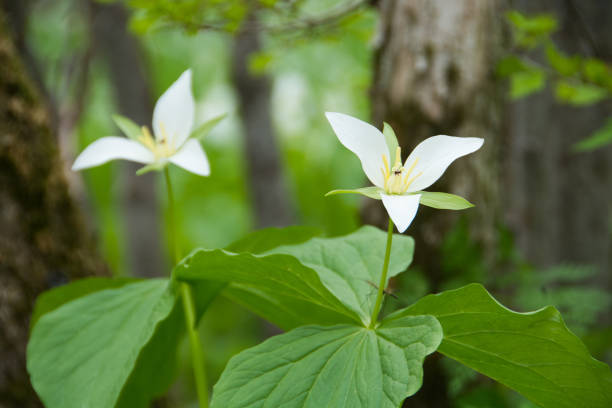 Trillium wildflowers in the forest with oxalis