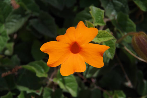 istock Orange Clock Vine Thunbergia gregorii blossom 2054190434
