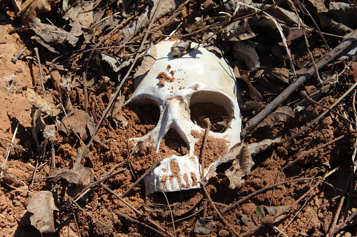 A human skull buried in the ground.