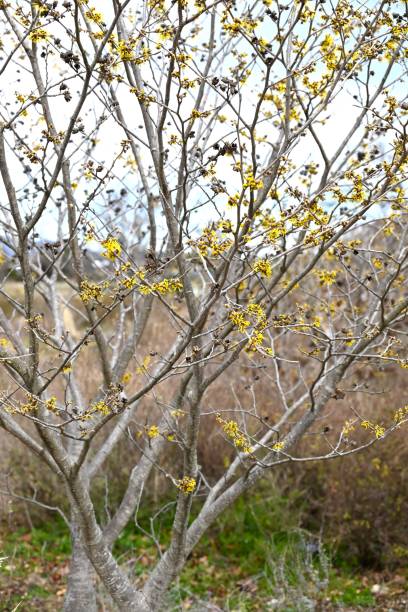 istock Japanese witch hazel ( Hamamelis japonica ) flowers. Hamamelidaceae deciduous tree. 2054207416