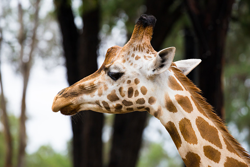 Close up of a giraffe head with trees in the background