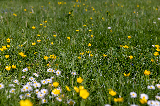white daisy flowers in the park in spring, a beautiful clearing with lots of white daisies in the green grass