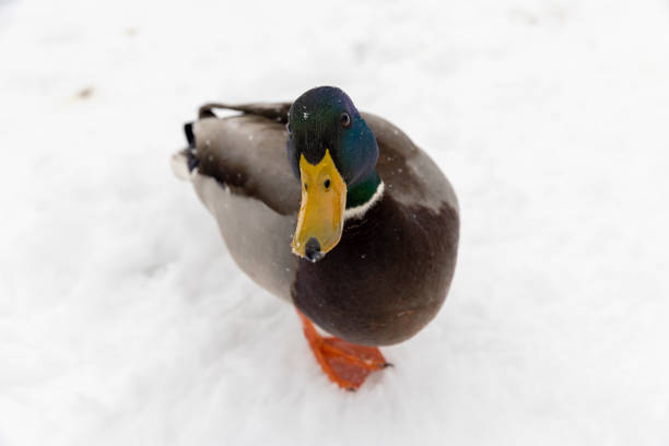 istock wild ducks in the snow in winter 2054224856