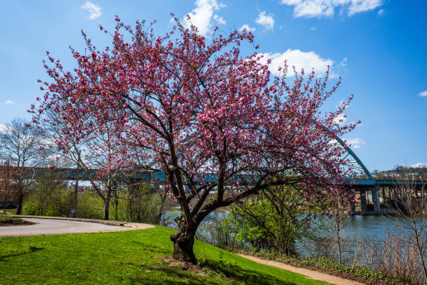 istock Amidst Pittsburgh's South Side district, a cherry blossom tree blooms by the Allegheny River under a clear blue sky on an early spring day. 2054224867