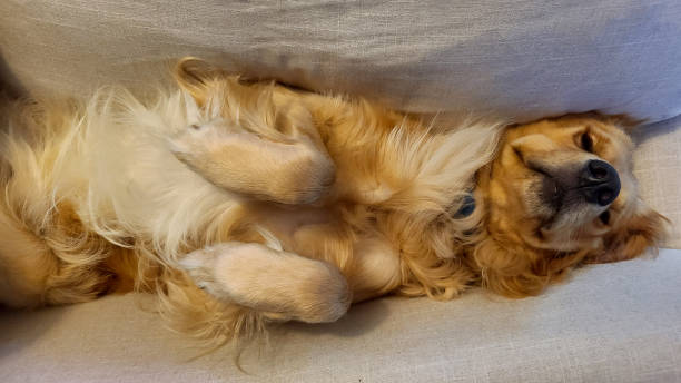 istock Sleeping Golden Retriever Wedged Between Couch Cushions 2054229251