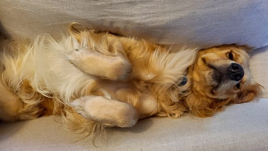 A sleepy golden retriever is wedged between couch cushions while trying to take a nap.