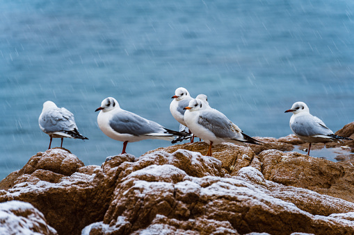 QingDao seagull in sea