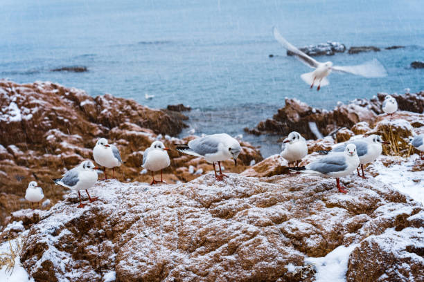 QingDao seagull in sea