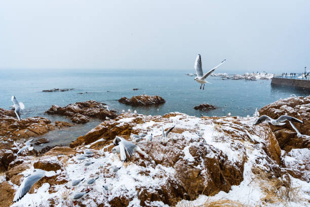 QingDao seagull in sea
