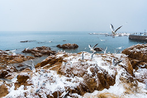 QingDao seagull in sea