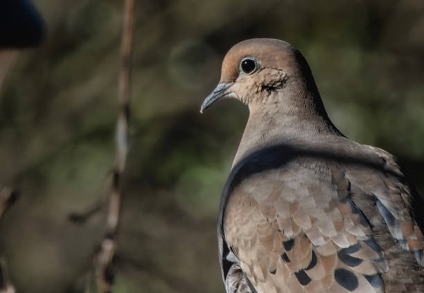 istock A Mourning Dove in late afternoon light 2054244593