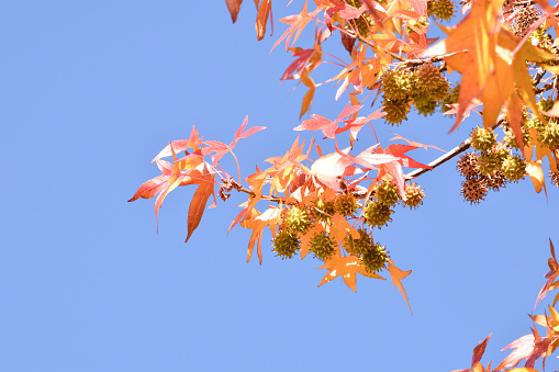 Tennessee offers many stunning views during the seasons change.  As the seasons change from Summer to Fall, the leaves transform into a stunning display of Fall colors.