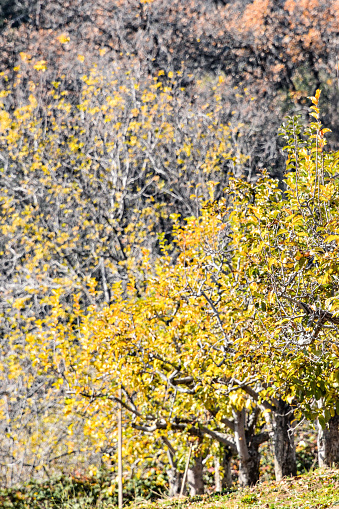 The apple trees have taken on their fall leaves. As they transition into a time of rest the apple orchard takes on a new beauty.