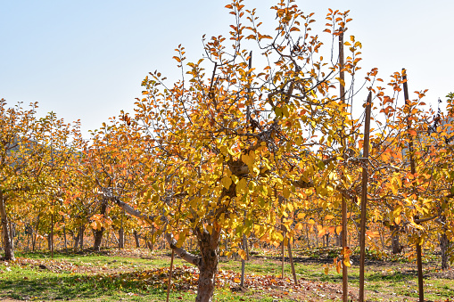 Blossom Trail near Fresno, California