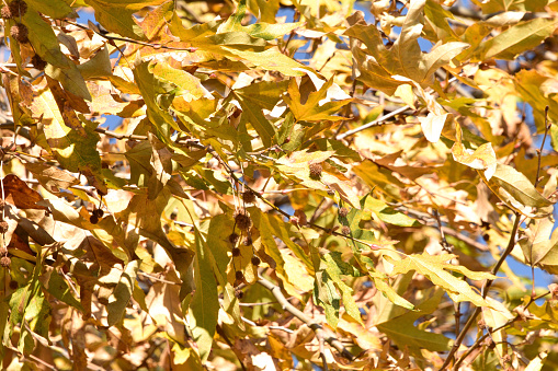 Sun shining through beautiful white oak leaves