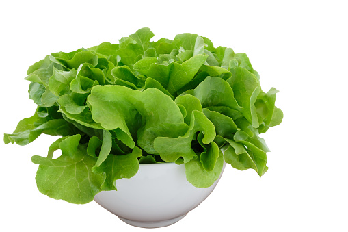 Fresh green oak lettuce in a cup on a white background