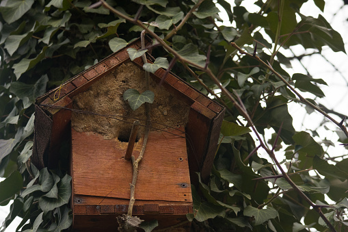 the birdhouse in the tree