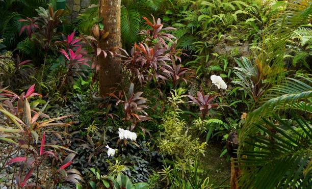 istock Lush tropical Garden 2054450594
