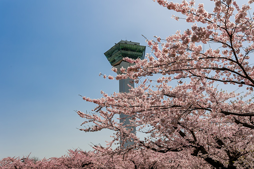 Fuji-Yoshida City, Yamanashi Prefecture, Japan-April 12, 2022:\nMt. Fuji and Five-story Pagoda called Churei-to in cherry blossom season, taken at Arakurayama Sengen Park, located in Fuji-yoshida city, Yamanashi Prefecture. The park is open to the public free of charge.\nThe pagoda was constructed in 1959 to commemorate those who died in the World War II.\nYou have to go up 398 steps to the pagoda from the foot of the hill, where Arakura Fuji Sengen Shrine is located.\nArakura Fuji Sengen Shrine was erected in 705, and is one of about 1,300 Sengen shrines which were erected in honor of the deity of Mt. Fuji. This place is very popular among tourists from both Japan and overseas for its wonderful view, combining typical Japanese symbols of Mt. Fuji, Pagoda and cherry blossom.