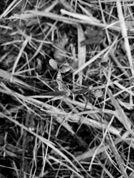 beautiful green shoot among the dry shoots in black and white